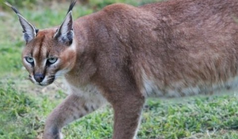 Caracal